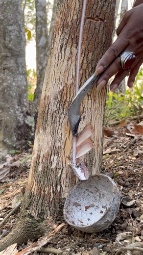 Tapping Of Natural Rubber Trees #rubbertapping #rubberwood #oddlysatisfying #sapdrip