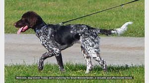 Top 10 Facts About the Small Münsterländer: The Versatile and Affectionate Dog Breed