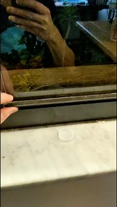 23K views · 298 reactions | more like cuban REEE frog | The Backyard Scientist | Facebook