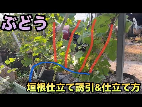 How to train and train grape hedges - Grow grapes easily anywhere - 2024-05-23