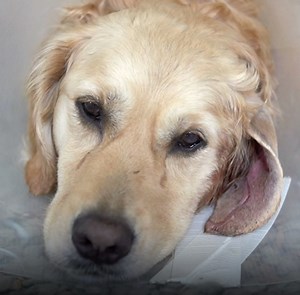 Many owners don’t realise that their dog is likely dealing with a hidden health issue that could be very serious. Here’s what it is and how you can address it. | PetLab Co.