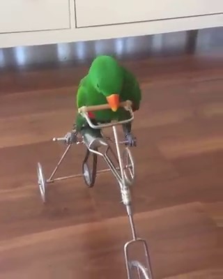 8.3M views · 3K reactions | This parrot riding a bike has just made my day 87% better  | UNILAD | Facebook