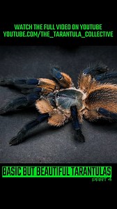 17 reactions | Watch the full video here: https://youtu.be/MYdCn6PXJ0o | The Tarantula Collective | Facebook