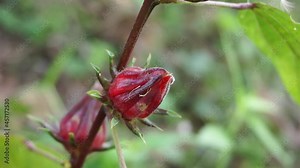Rosella flower (also called roselle) with a natural background. Use as herbal drink and herbal medicine