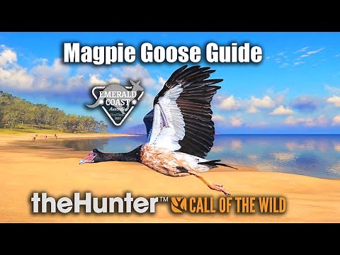 Magpie Goose Guide - Emerald Coast Australia - theHunter Call Of The Wild