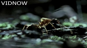 redback spider - video Dailymotion