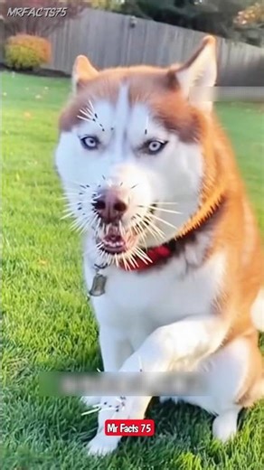 Do porcupines throw their quills || #shorts