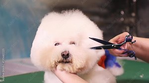 Groomer making a stylish haircut of Bichon Frise dog at pet salon