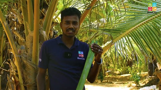 Exciting news from ReeCha Park & Resort! 🌱 We’ve discovered JWA (JADAM Wetting Agent), a natural and biodegradable pesticide. This eco-friendly solution effectively targets pests like aphids and mites while being safe for most plants. Join the movement towards sustainable farming! For inquiries, contact us at 077 777 2353. #SustainableFarming #EcoFriendly #OrganicPesticide | ReeCha Park & Resort