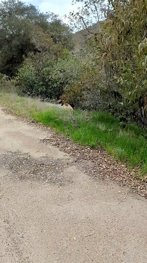 lauren powell on TikTok