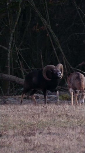 Mouflon hunting in Slovakia #wildlife #nature #mouflon #hunting