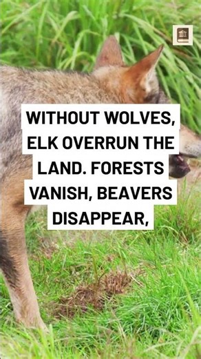 What If Wolves Never Returned to Yellowstone?
