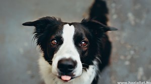 Border collie: 7 dolog, amit tudnod kell erről a kutyafajtáról