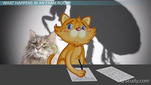 The Exam Room in a Veterinary Office