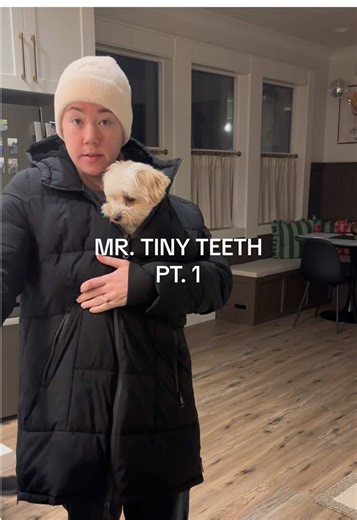 Mr. Tiny got his teeth cleaned yesterday and he’s doing well!! Part 2 will be our night last night ♥️ posting it asap!! #dogmom #dogtok #dogsoftiktok #puppytiktok #dogsoftiktokviral