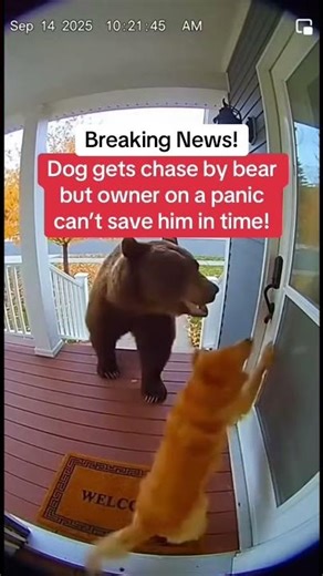 Dog trying to escape the bear gone bad! 😞 #dogs #dog #nature #bear #outdoors #outside #shorts