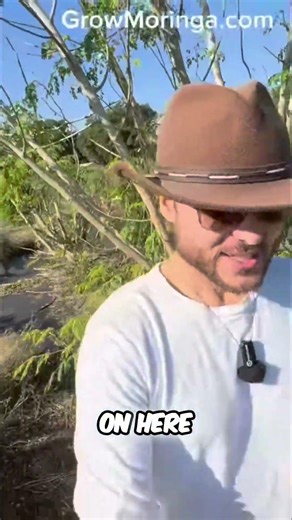 Moringa Farming Lessons Embracing Nature Over Plastic