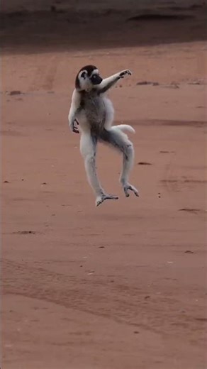 #Shorts_Reels_Amazing_Verreauxs_Sifaka_Primate_Animals! #sbd #animals #wildlife #ai #nature #pets