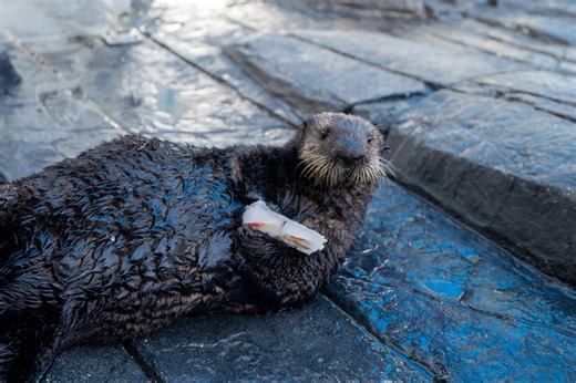 Seaworld celebrating Sea Otter Awareness Week by sharing rescue, recovery stories