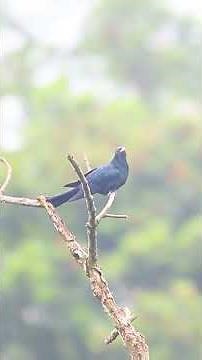 Soothing Calls of the Asian Koel