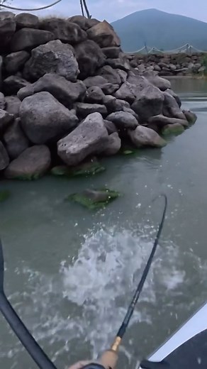 Juan Ro Chagollan on Instagram: "Lo mejor de pescar en aguas turbias es que te arrancan el señuelo a centímetros de tus pies! Buena pesca en el Lago de Chapala desde la tabla inflable! Demasiado efectivo el flat banger de @googanbaits para estas condiciones. Chequen el video completo en mi canal hermanos! Equipo @curricanes_com (usa mi código de descuento “MEX”) Caña @googansquad Gold 7’2” M Baitcaster 8.5:1 Línea trenzada @leviatan_fishing 30 lbs @googanbaits flat banger #pesca #bassfishing #pe
