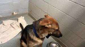 9.8K views · 145 reactions | ADOPTED NO LONGER AVAILABLE FOR ADOPTION at Valencia County Animal Shelter in Los Lunas NM ~ This boy has such a great personality!! | Volunteers of the Valencia County Animal Shelter | Facebook