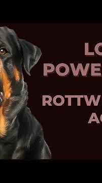 Aggression in Rottweilers | 2 minutes video of one of the world most aggressive dogs