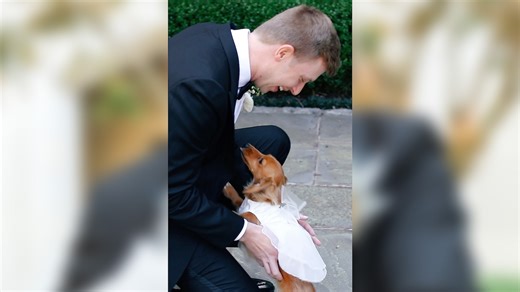 Groom and his Dachshund go viral for adorable 1st look surprise at wedding