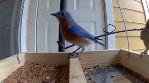Watch Welcome Bluebirds - best platform feeder for wild birds. on Amazon Live