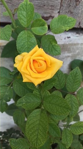 Rose bud to Flower 🌹#yellowrose #flowers #timelapse #nature #garden #shorts #viral #rose
