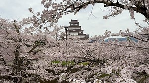 🌸 Cherry Blossoms at Tsuruga Castle – A View You’ll Never Forget! 🌸 Imagine a castle by 1,000 cherry trees in full bloom—that’s Tsuruga Castle in Aizu-Wakamatsu! By day, the blossoms reflect beautifully in the moat. By night, the illuminated trees create a magical scene you’ll never forget. This spot is listed among the “Top 100 Cherry Blossom Sites in Japan.” 📌 Best time to visit: Mid-April (Illumination from sunset to 21:30) 📌 Event: Tsuruga Castle Sakura Festival with food stalls and trad