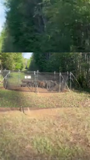 Catch Club Report 🐗 "Pig Brig took a beating and never flinched." Gary is trapping in LA with Patterson Forestry. Their first setup caught 1430 lbs - 13 pigs. They used the meat to Feed The Hungry in Louisiana. Make a catch? Wanna show it off? Email your story and pics/video to share@pigbrig.com and we will post it and share it with our Pig Brig community. Stop feral hogs with the Pig Brig Trap System. Learn more at pigbrig.com! | Pig Brig Trap Systems