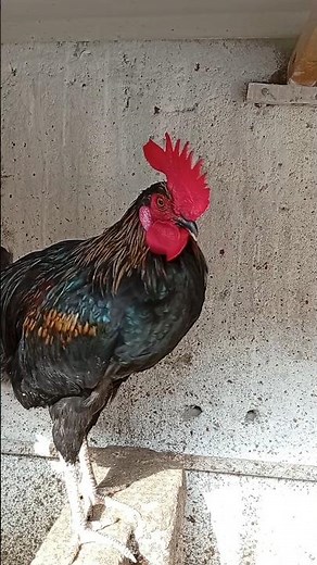 Morning Rooster crowing sounds 🐓 #chicken #birds