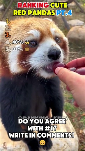 Ranking cute red pandas pt.4❤️🐼!