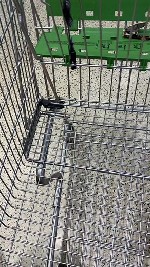 Explore Publix Instacart Grocery Shopping Tips