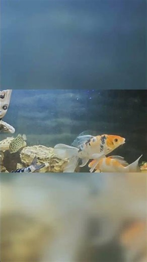 Another Successful KZ Aquaflow Canister Filter Installation 💧🔥 #kzaquaflow #canisterfilter #shorts