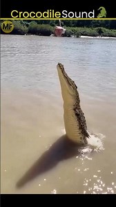 The Scary Crocodile Sound That Will Shock You 🐊