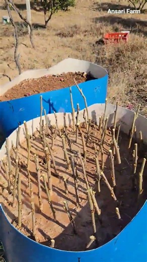 Making use of sliced PVC drums to plant cuttings of fruit trees. #farm #diy #project #gardening