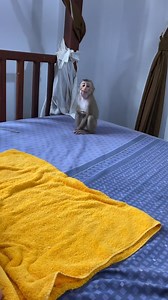 70K views · 1.2K reactions | #monkeyboy #babymonkey #babyprimate #monkeybab #monkeyplay #monkey #monkeymonkey #monkeybaby #cutebaby | Monkey vdo | Facebook