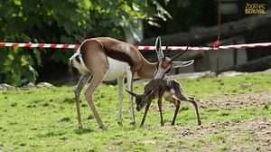 Jeudi dernier, vers 15h30, un springbok est né dans la petite plaine de la Savane Africaine, sous les regards attendris des visiteurs et des soigneurs de Beauval... Un moment toujours unique et émouvant que nous avons le bonheur de partager avec vous ! Le bébé nommé "Nut" et sa maman "Ikea" sont visibles à travers les vitres de leur bâtiment. | Zoo de Beauval