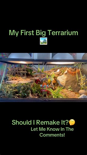 My First Big Terrarium!🏞️🧚🏼‍♀️ #Terrarium #Enclosure #Vivarium