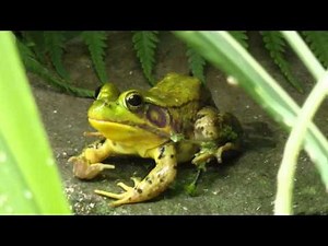 Frog Shedding and eating skin
