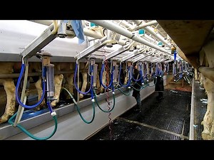 Milk Testing Day | How we measure milk production