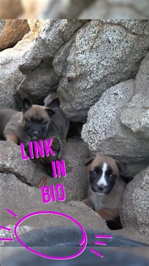 Seven puppies under rocks