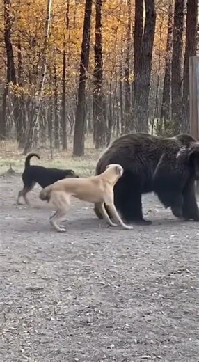 Village dogs chase off a bear this real life fight Is INSANE