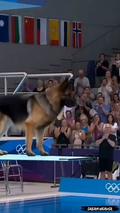1.6K views · 5.1K reactions | Dog Diving Olympics 2025....
