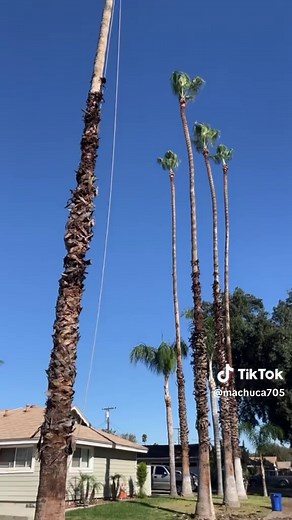 Mexican Fan Palm Pruning 🌴🍃 #climbhigh #mexicanfanpalm #treetrimming #petzl #petzlzigzag #notch #treemotionevo #stihl #arborist #drtclimbing #srtclimbing #arboleros #climbsafe #drtclimbing #srtclimbing #treecare #chainsaw @Hoodz