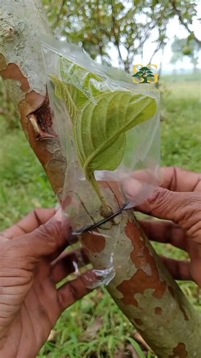budding technique is simple🌱🫒 #grafting #budding #gardenlife #plantgrafting #topworking #craft