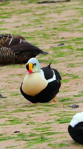 Ducks in Their Natural Habitat: A Beautiful Outdoor Scene