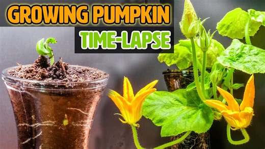 50 days in minutes: Squash & pumpkin plant time-lapse from seed to flower